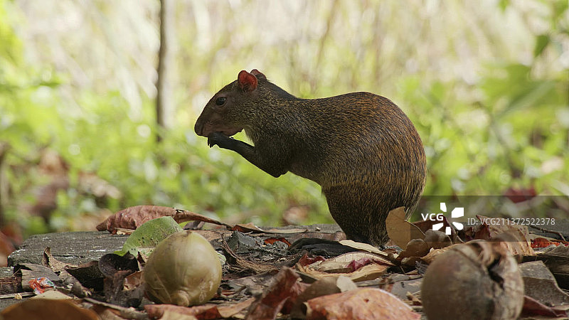 啮齿动物，树桩上松鼠的特写图片素材