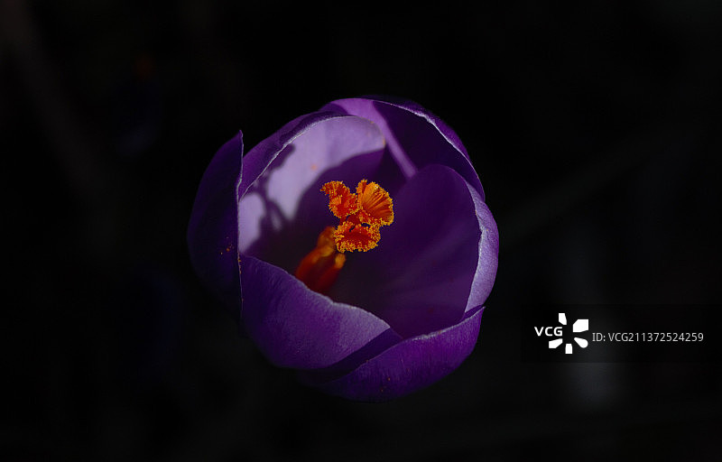 紫色番红花的特写图片素材
