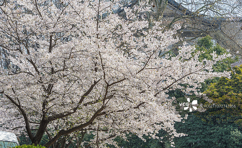 湖北武汉春季樱花盛花期风光图片素材