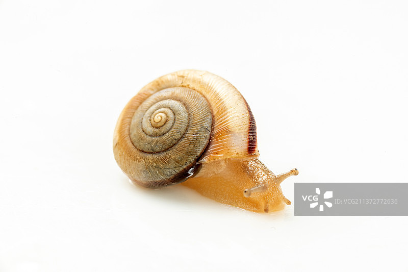 软体动物蜗牛特写白色背景图片素材
