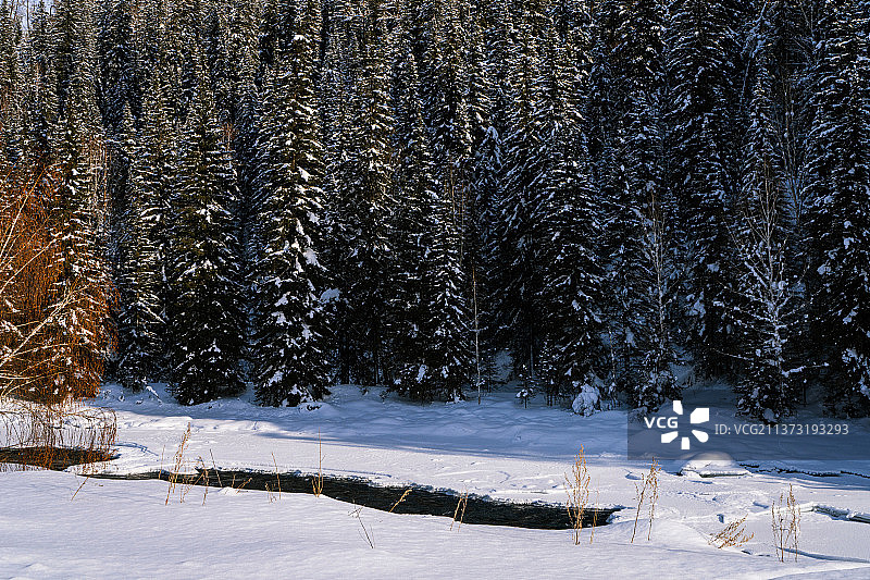 雪覆盖的田野上的树木图片素材