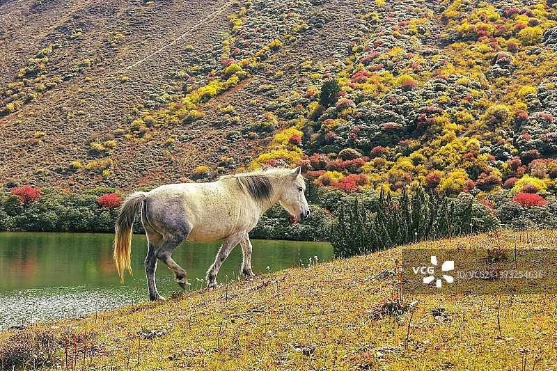 西藏丙察察昌拉山垭口下的心湖图片素材