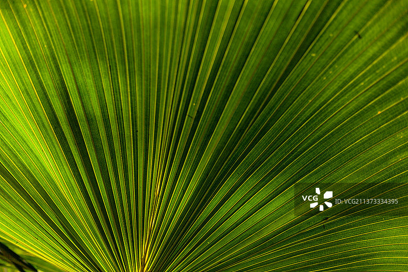 绿色扇形棕榈圆叶，棕榈树叶特写，罗马尼亚图片素材