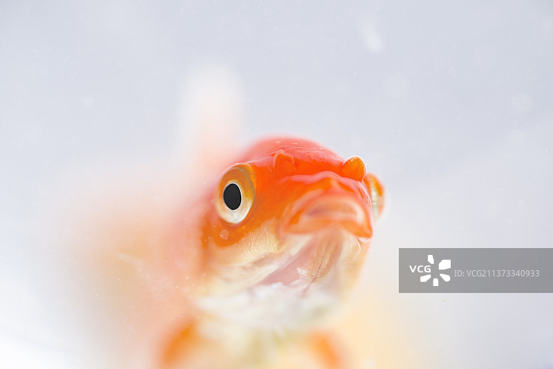 金鱼，金鱼在水里游泳的特写镜头图片素材