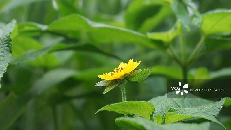 小太阳花，黄色开花植物的特写图片素材
