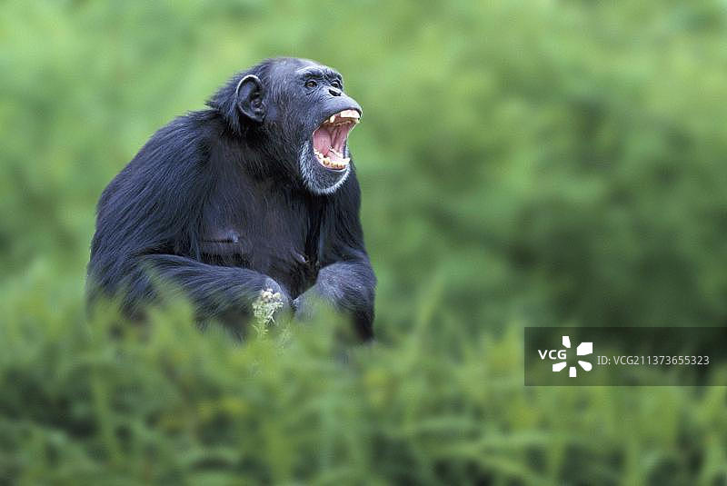 黑猩猩(Pan troglodytes)，叫唤，黑猩猩，rustle，非洲，非洲，动物，aussen，户外，schwarz，黑，Wiese，草地，sitzen，坐着，成年，Kommunikation，交流，Saeugetiere，哺乳动物，猿类，灵长类动物，Menschenaffen，灵长类，Querformat，水平图片素材