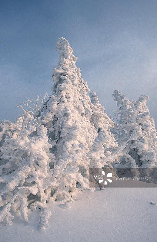 雪覆盖树木(欧洲)(景观)(针叶树)(冬季)，卢森，巴伐利亚森林国家公园，德国，欧洲图片素材
