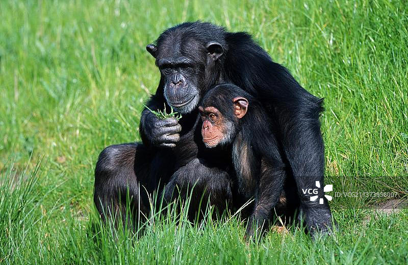 雌性黑猩猩，有幼崽，普通黑猩猩(类人猿)图片素材