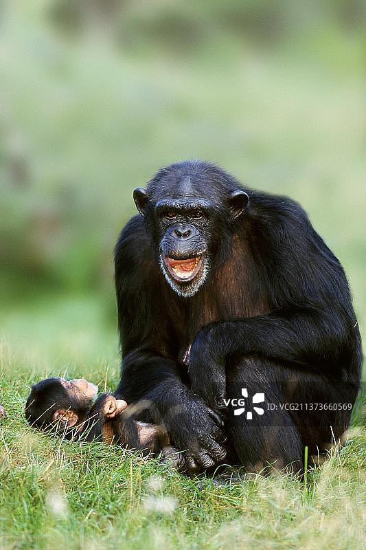 黑猩猩，雌性和年幼的普通黑猩猩(类人猿)图片素材