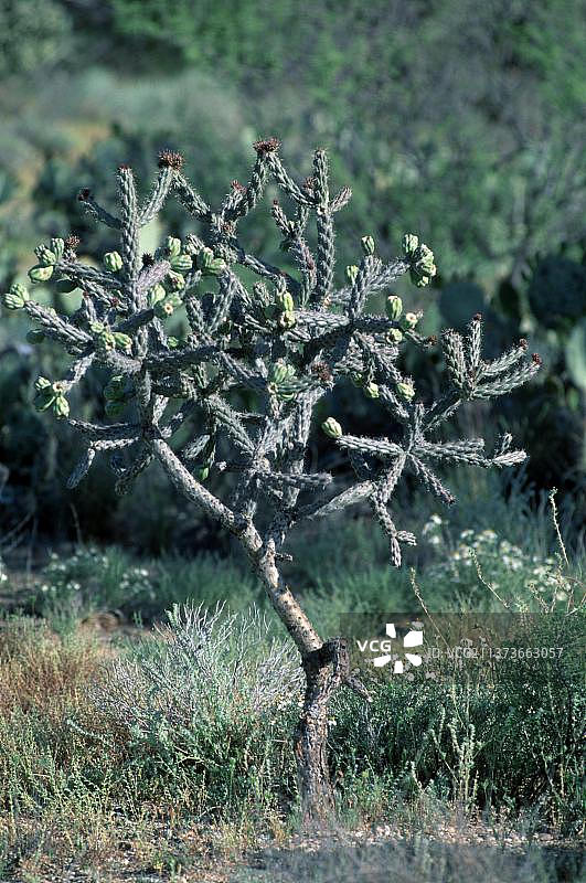 Cane Cholla （Opuntia spinosior）， 亚利桑那州， 美国， 北美图片素材