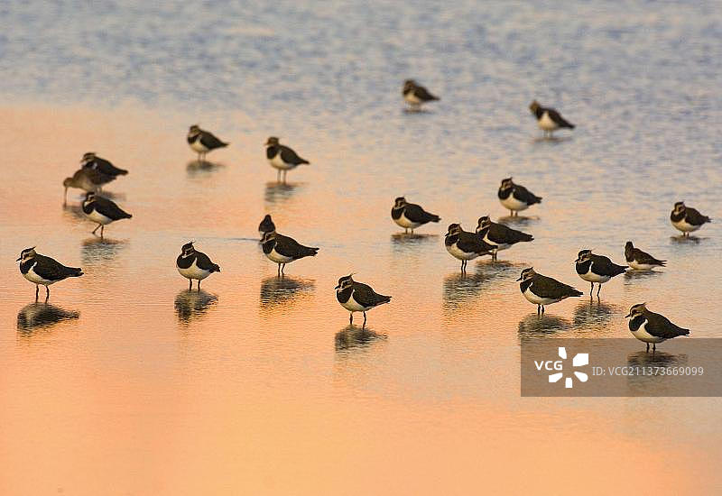 北田凫(Vanellus Vanellus)群，黄昏时栖息在浅泻湖，英国诺福克郡蒂奇韦尔皇家鸟类保护协会保护区图片素材