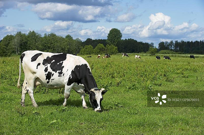 家畜，奶牛，在草地上吃草，背景是牛群，瑞典，欧洲图片素材