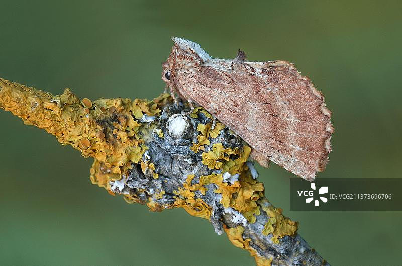 Coxcomb Coxcomb prominent (ptillodon capucina)成年雌性休息在地衣覆盖的树枝上，意大利阿尔卑斯山，意大利，欧洲图片素材