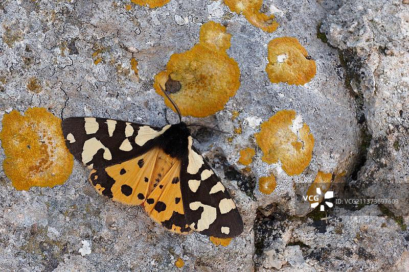 奶油色斑纹的成年老虎(不列颠角虎)，后翅上有斑纹，躺在岩石上的地衣上，西西里，意大利，欧洲图片素材