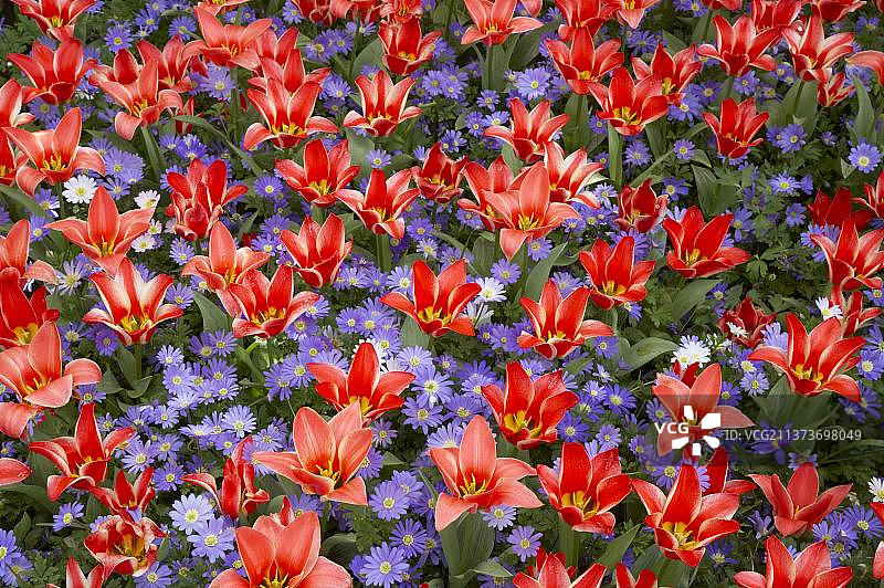 开花郁金香(Tulipa sp.)Pinochio和希腊风花(Anenome blanda)“蓝色阴影”，库肯霍夫花园，南荷兰，荷兰图片素材