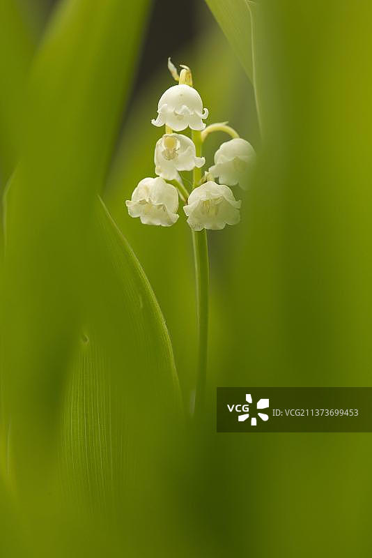 铃兰(铃兰)开花，在绿叶中，德比郡，英格兰，英国，欧洲图片素材