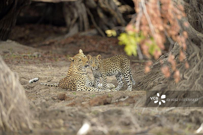 非洲豹(Panthera pardus pardus)成年雌性舔幼仔休息旁边的树根，卡法伊，赞比亚图片素材