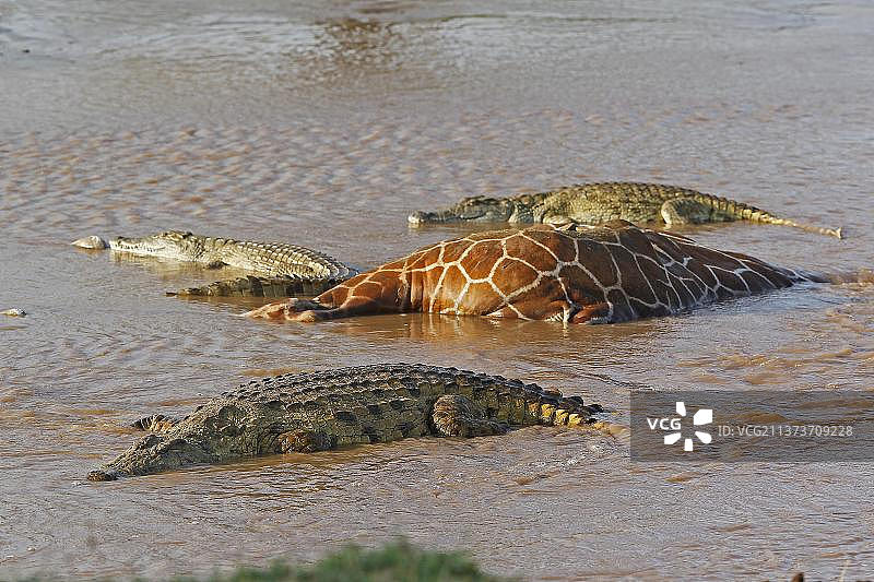 肯尼亚桑布鲁公园，尼罗河鳄鱼，捕杀群，一只网纹长颈鹿淹死在河中图片素材
