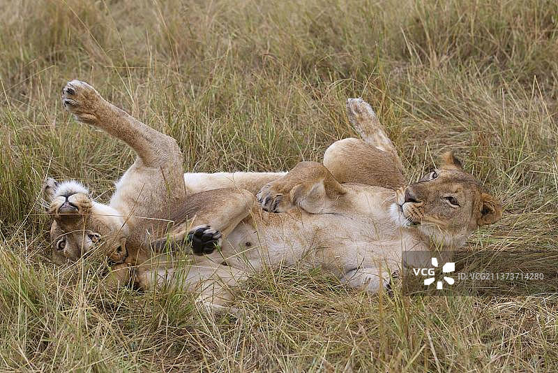 非洲，肯尼亚，马赛马拉，两只成年雌狮，在一起吃草休息图片素材