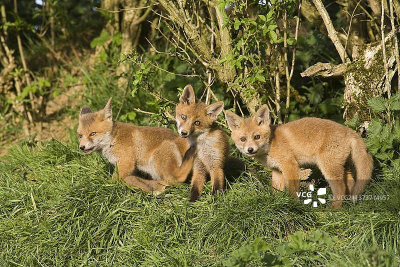 欧洲红狐狸(Vulpes Vulpes)三只幼崽在傍晚的阳光下，站在树篱下的巢穴附近，英国，牛津郡，欧洲图片素材