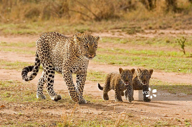 非洲豹(Panthera pardus pardus)豹生态位豹，捕食者，哺乳动物，动物成年雌性豹带着两只幼崽，行走，马赛马拉，肯尼亚，非洲图片素材