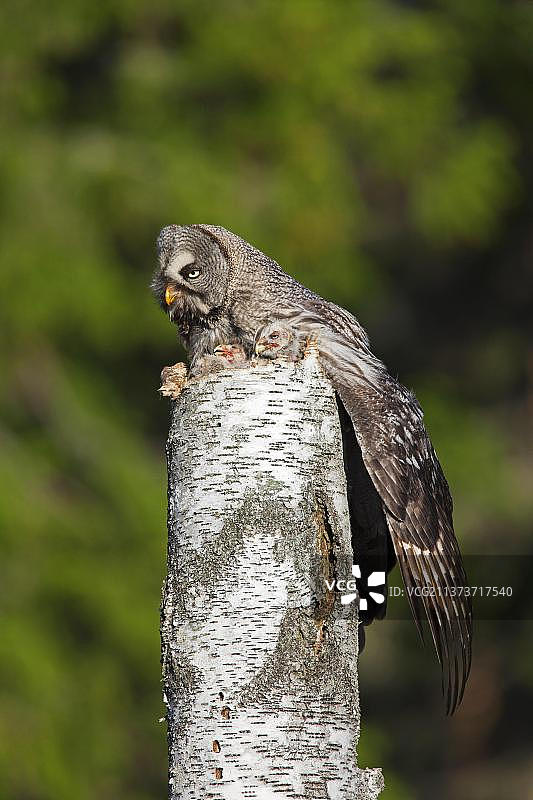 大灰猫头鹰(Strix nebulosa)，大灰猫头鹰雌性坐在巢与小鸡在树桩在斯堪的纳维亚的针叶林图片素材