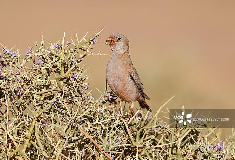 号手雀(Rhodopechys githaginea)成年雄雀，在多刺的灌木上进食，靠近Erg Chebbi，摩洛哥，非洲图片素材