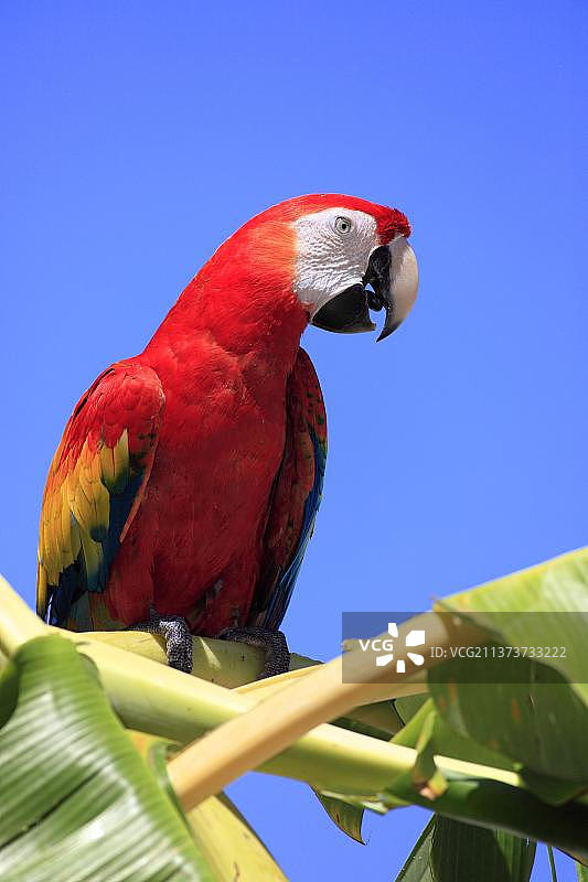猩红金刚鹦鹉(阿拉澳门)，洪都拉斯，中美洲图片素材