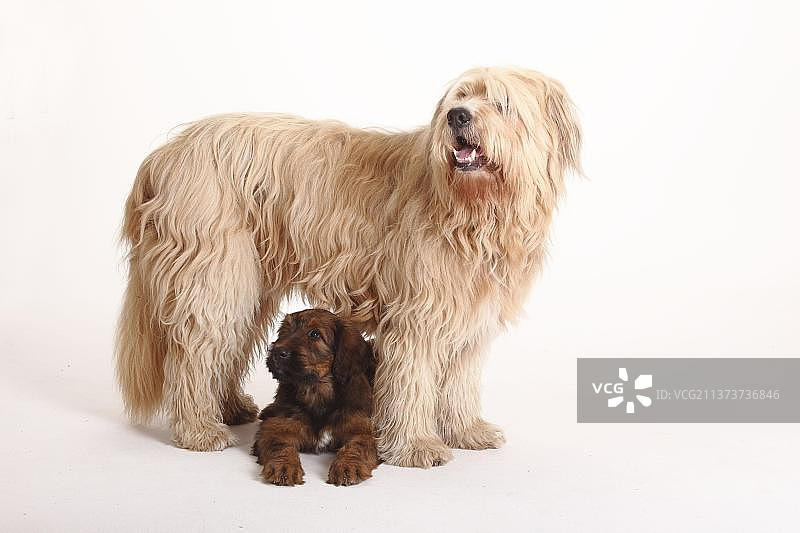 混合品种的狗(Briard混合)和Briard，幼犬，9周，伯杰德布里图片素材