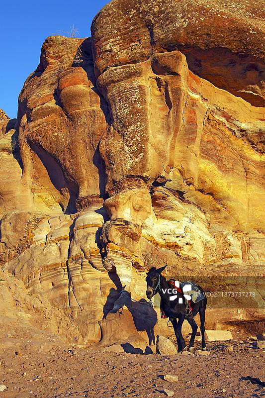 砂岩前的驴子，驴子，约旦纳巴泰人首都佩特拉，亚洲约旦哈希姆王国图片素材