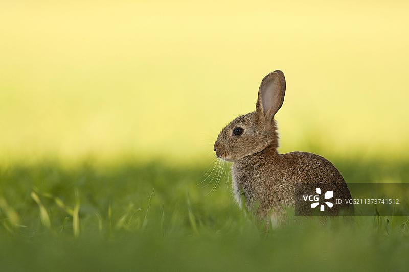 英国，欧洲，英格兰，诺福克，坐在田野里的欧洲小兔子(Oryctolagus cuniculus)图片素材