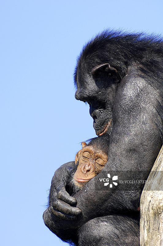 普通黑猩猩(类人猿)，雌性，有幼崽图片素材
