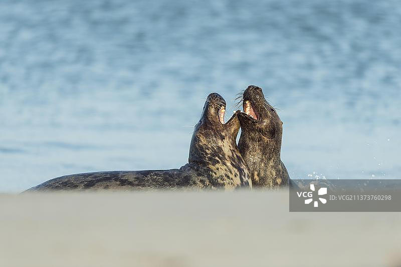 灰海豹(Halichoerus griypus)，在交配季节战斗雄性，黑尔戈兰，沙丘，北海，岛，石勒苏益格-荷尔斯泰因，德国，欧洲图片素材