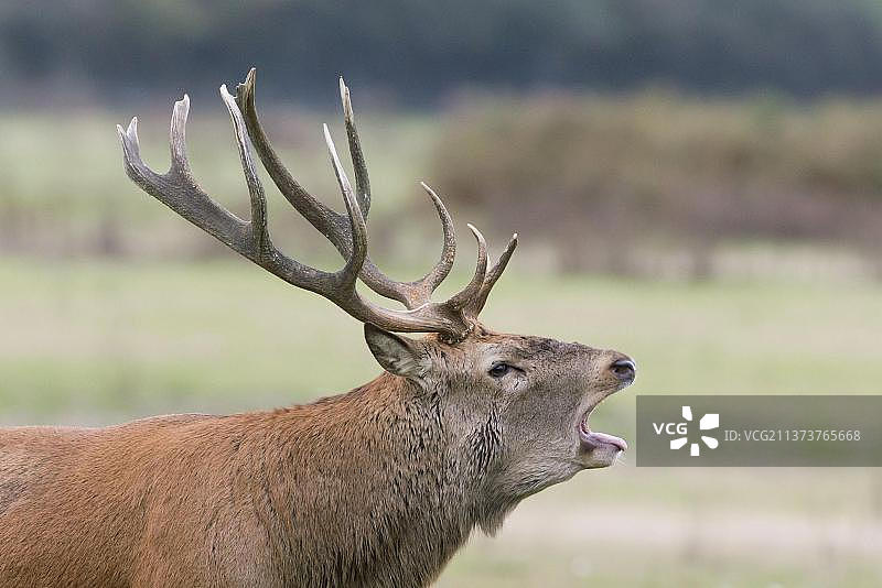 马鹿(Cervus elaphus)成熟的雄鹿，头部特写，咆哮，在发情季节，Minsmere RSPB保护区，萨福克，英格兰，英国，欧洲图片素材