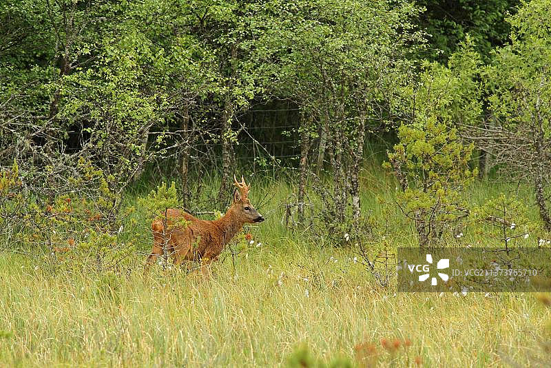 西部狍(Capreolus Capreolus)雄鹿，站在靠近鹿篱笆的森林沼泽，阿伯内西森林，斯特拉斯斯佩，凯恩戈姆斯，苏格兰高地，英国，欧洲图片素材