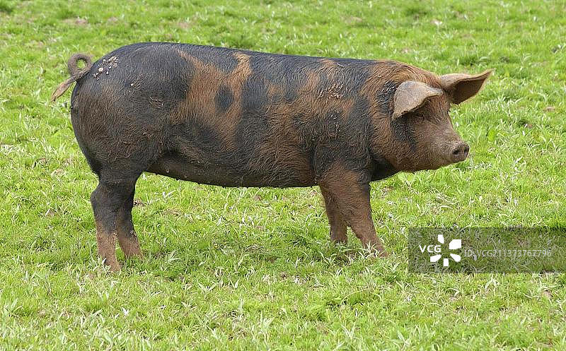 家猪，杜洛克x伯克夏猪，站在草地上，英格兰，英国，欧洲图片素材