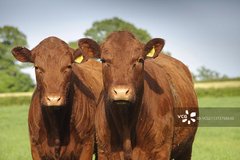 家养牛，德文郡杂交牛，两头牛站在牧场上，德文郡，英国，欧洲，Rosamond和Perkin's村图片素材