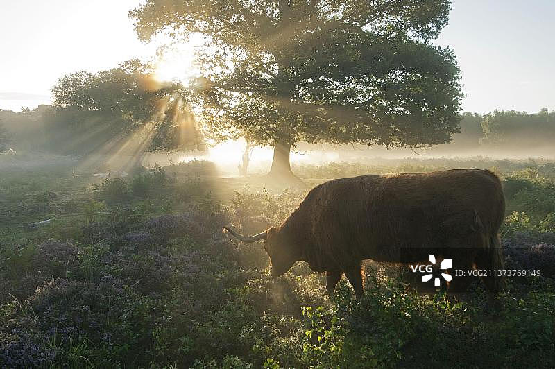 高原牛，奶牛，背光，黎明在低地石南栖息地，霍斯菲尔德石南，肯特，英格兰，英国，欧洲图片素材