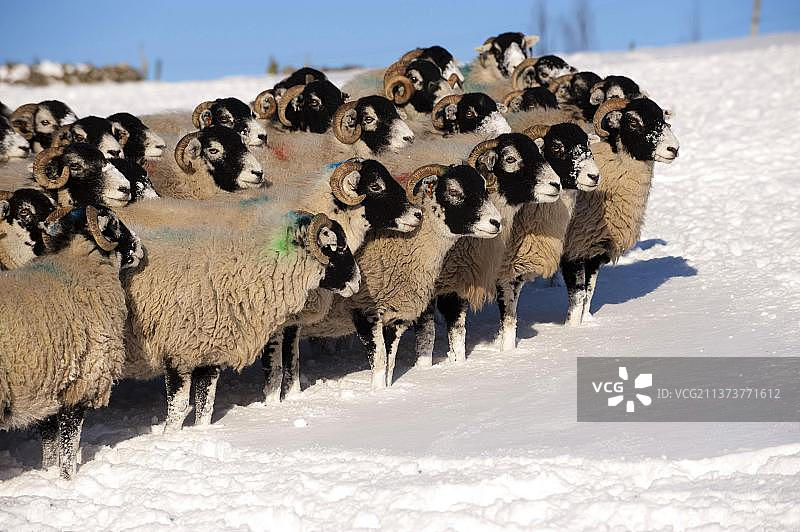 英国，欧洲，坎布里亚郡，站在积雪覆盖的高地牧场上的家羊图片素材