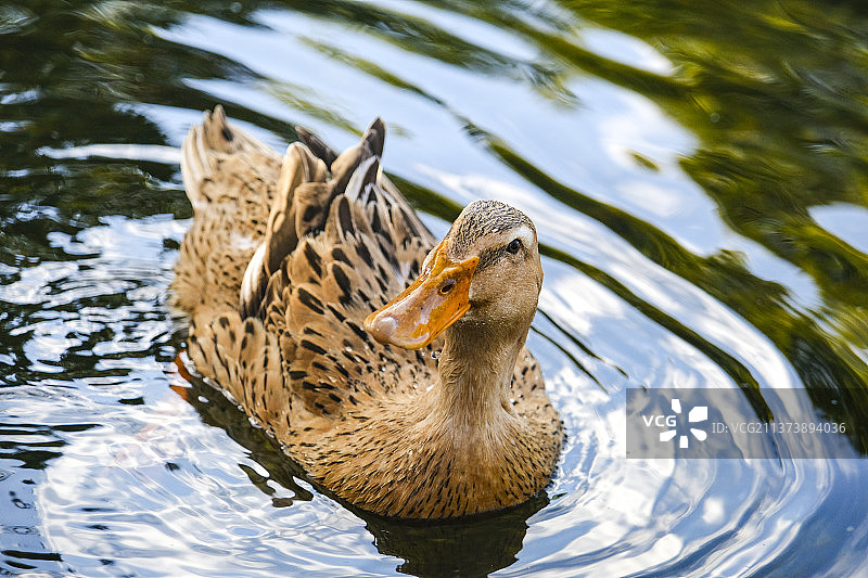 翠湖的鸭子图片素材