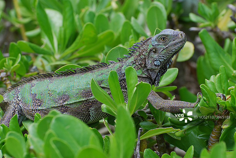 绿色鬣蜥爬过灌木顶部图片素材