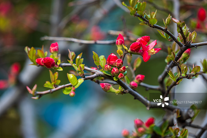 春华又三月，桃花之夭夭
阳春三月的淄博，迎来一场倒春寒，较低的气温使桃花一直含苞未放。图片素材