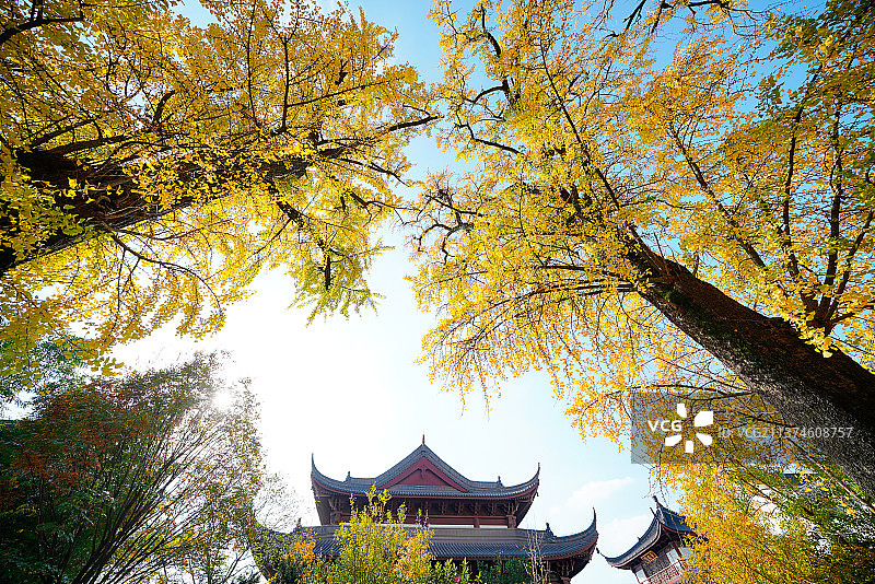 上海市嘉定区秋霞圃的美丽秋色图片素材