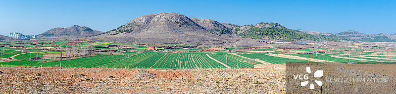 中国野生植物和野外植物拍摄主题，春天的田地里生长出一片绿色的麦苗 麦田 山丘 土地 天空全景图图片素材
