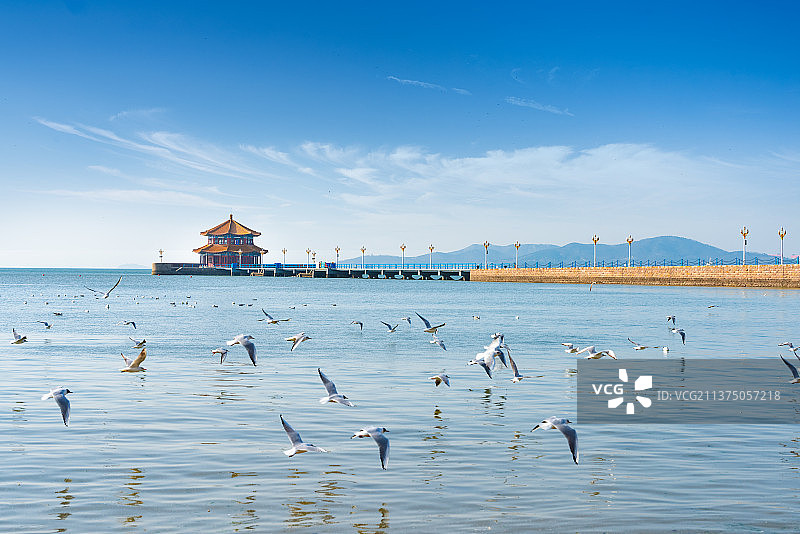 山东省青岛栈桥景区的海鸥图片素材