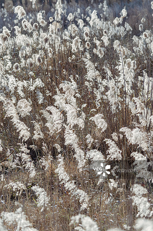 中国户外环境，野生植物水生植物拍摄主题，湿地公园里的大片芦苇荡图片素材