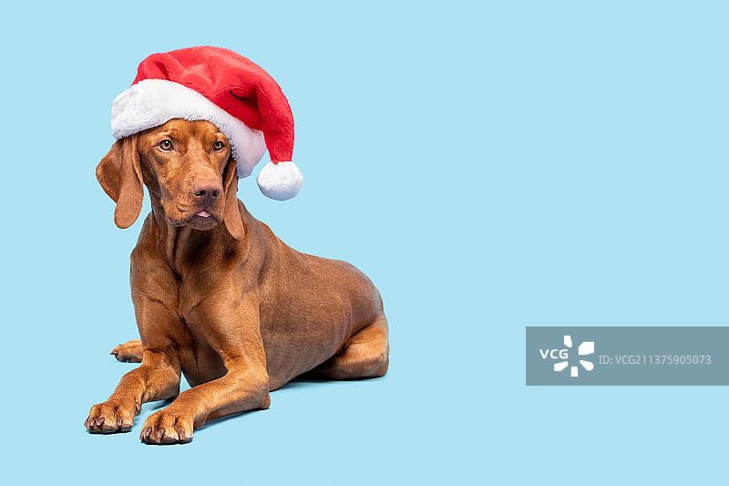 美丽的红色Vizsla狗戴着红色的圣诞老人帽工作室拍摄的蓝色背景，斯洛伐克图片素材