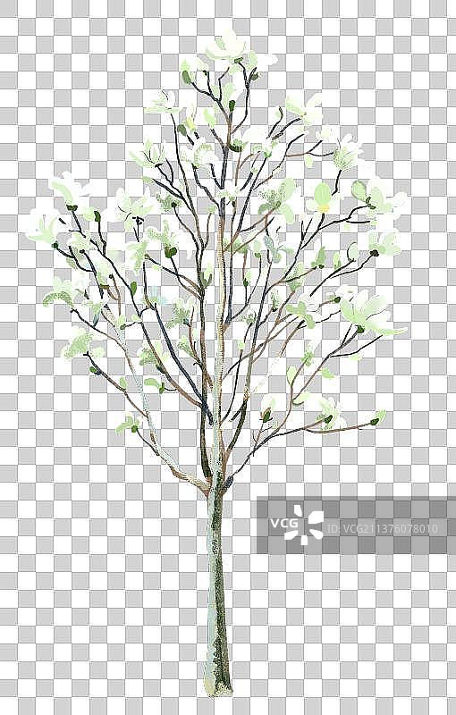玉兰花树图片素材