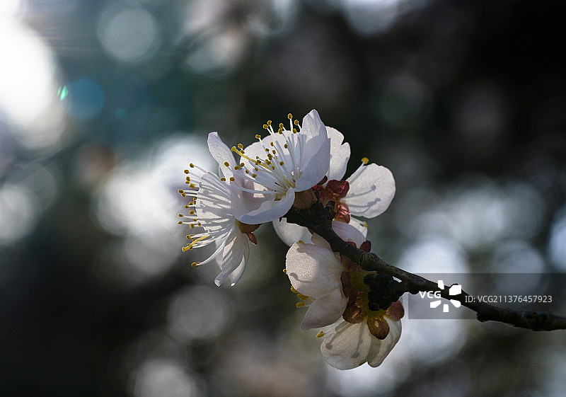 春天盛开的杏花图片素材