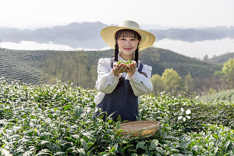 河南信阳毛尖采茶的年轻亚洲女性图片素材